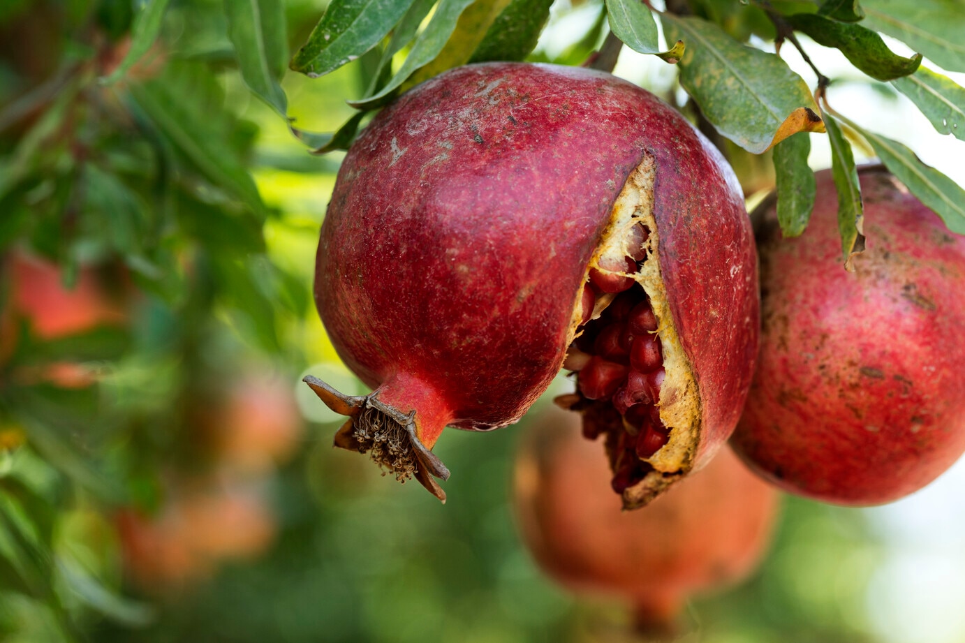 A pomegranate. Raising your concerns about your bladder and/or bowel health with your doctor may also lead to discussions regarding potential sexual problems. 